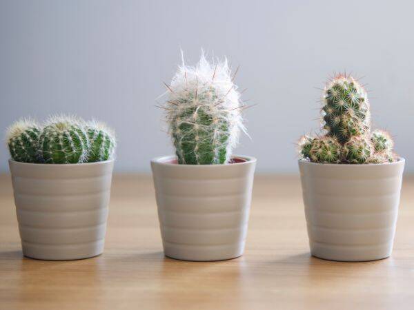 Kaktusy - jakie odmiany warto posadzić i jak dbać o te rośliny w domu i na zewnątrz