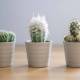 Kaktusy - jakie odmiany warto posadzić i jak dbać o te rośliny w domu i na zewnątrz